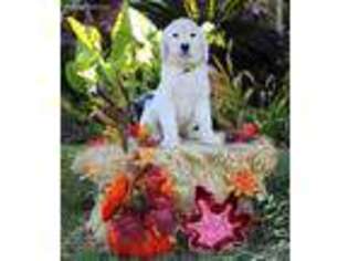 Golden Retriever Puppy for sale in Marksville, LA, USA