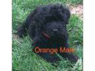 Mutt Puppy for sale in WEST JEFFERSON, OH, USA