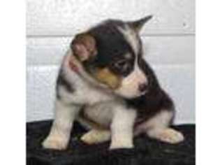 Pembroke Welsh Corgi Puppy for sale in Fountain City, IN, USA