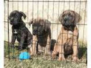 Cane Corso Puppy for sale in Hutto, TX, USA