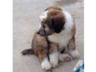 Mutt Puppy for sale in SWEETWATER, TN, USA