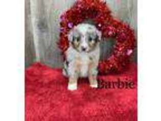 Miniature Australian Shepherd Puppy for sale in Lagrange, IN, USA