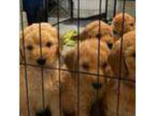Goldendoodle Puppy for sale in Washington, DC, USA
