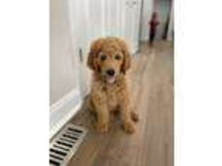 Goldendoodle Puppy for sale in Litchfield, CT, USA