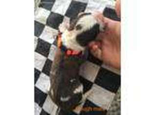 Saint Bernard Puppy for sale in Attica, OH, USA