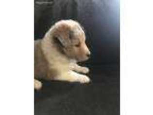 Shetland Sheepdog Puppy for sale in Henry, VA, USA