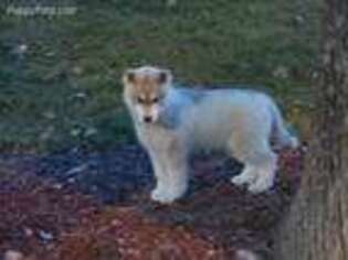 Siberian Husky Puppy for sale in Fulton, MO, USA