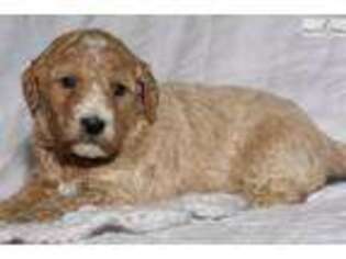 Goldendoodle Puppy for sale in Lexington, KY, USA