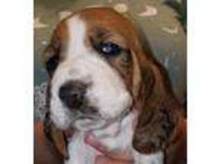 Basset Hound Puppy for sale in Elgin, OR, USA