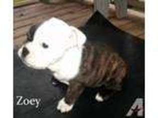 Bulldog Puppy for sale in LONDON, KY, USA