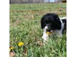 Labradoodle Puppy for sale in Cadiz, KY, USA