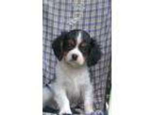 Cavalier King Charles Spaniel Puppy for sale in Huntland, TN, USA