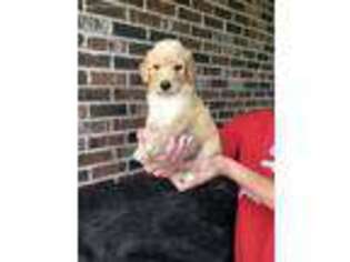 Mutt Puppy for sale in Ville Platte, LA, USA