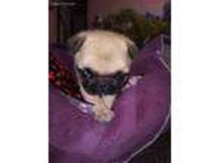 Pug Puppy for sale in Deer Park, WA, USA