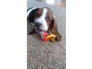 Basset Hound Puppy for sale in Littleton, CO, USA