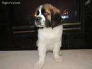 Saint Bernard Puppy for sale in Castle Rock, CO, USA