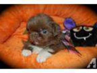 Pekingese Puppy for sale in BOX SPRINGS, GA, USA
