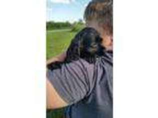 Cocker Spaniel Puppy for sale in Lewistown, MO, USA