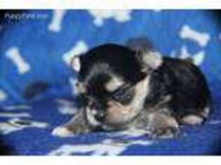 Mutt Puppy for sale in Sedan, KS, USA