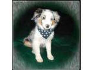 Miniature Australian Shepherd Puppy for sale in Iron River, MI, USA