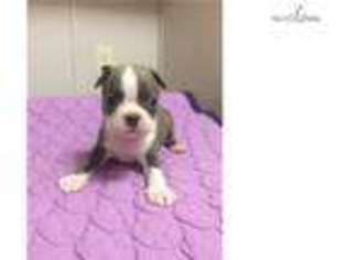 Boston Terrier Puppy for sale in Little Rock, AR, USA