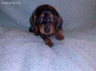 Dachshund Puppy for sale in Nottingham, NH, USA