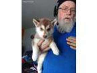 Siberian Husky Puppy for sale in Sheridan, MI, USA