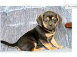 Puggle Puppy for sale in Canton, OH, USA