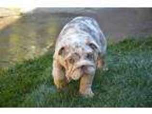Bulldog Puppy for sale in Monterey, CA, USA