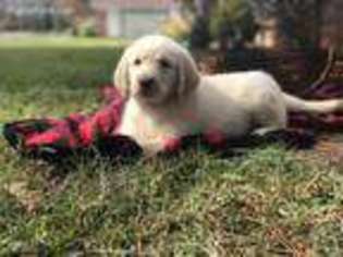 Labradoodle Puppy for sale in Gurdon, AR, USA