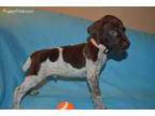 German Shorthaired Pointer Puppy for sale in Ocklawaha, FL, USA