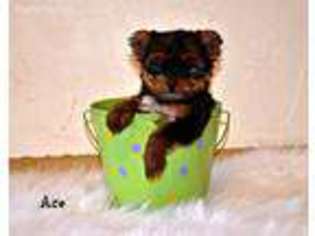 Yorkshire Terrier Puppy for sale in West Brookfield, MA, USA