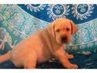 Labrador Retriever Puppy for sale in Kingwood, WV, USA