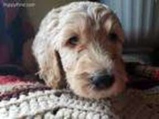 Goldendoodle Puppy for sale in Adrian, MI, USA