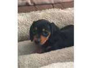 Dachshund Puppy for sale in Minneapolis, MN, USA