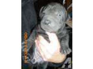 Labrador Retriever Puppy for sale in KALAMAZOO, MI, USA