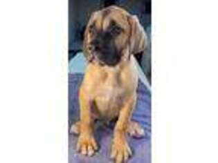 Mastiff Puppy for sale in Saint Peters, MO, USA