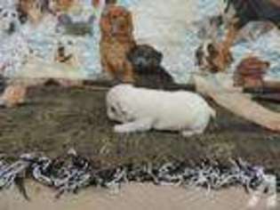 French Bulldog Puppy for sale in BIG CABIN, OK, USA