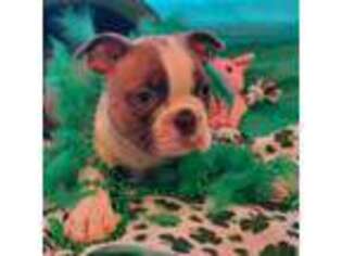 Boston Terrier Puppy for sale in Kalispell, MT, USA