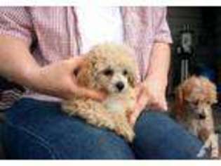 Boykin Spaniel Puppy for sale in BURKEVILLE, VA, USA