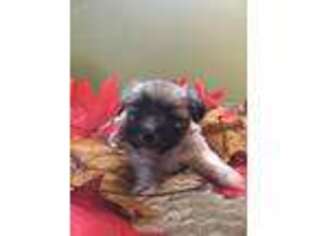 Mal-Shi Puppy for sale in Fort Ann, NY, USA