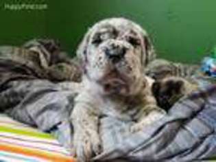 Mastiff Puppy for sale in Litchfield, MN, USA
