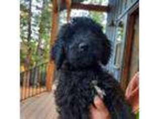 Bernese Mountain Dog Puppy for sale in Pollock Pines, CA, USA
