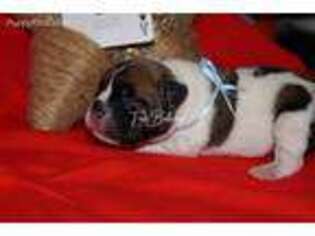 French Bulldog Puppy for sale in Lincolnton, GA, USA