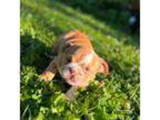 Bulldog Puppy for sale in Bethel, PA, USA