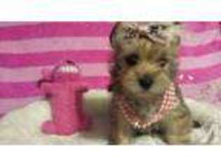 Yorkshire Terrier Puppy for sale in CALEDONIA, NY, USA