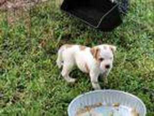 American Bulldog Puppy for sale in Plant City, FL, USA