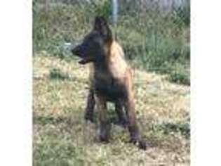 Belgian Malinois Puppy for sale in Fayetteville, NC, USA