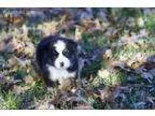 Miniature Australian Shepherd Puppy for sale in Berryville, AR, USA