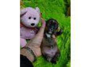 Shorkie Tzu Puppy for sale in Minonk, IL, USA